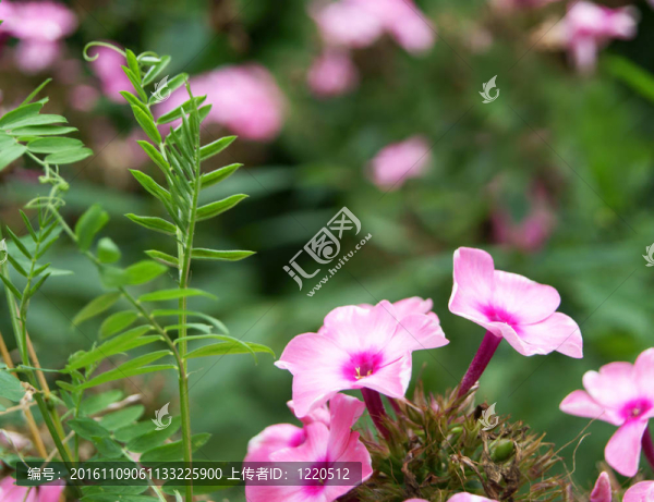 福祿考花