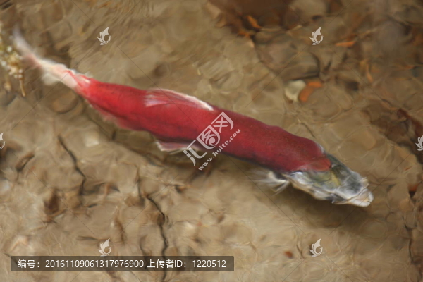 大馬哈魚的產(chǎn)卵