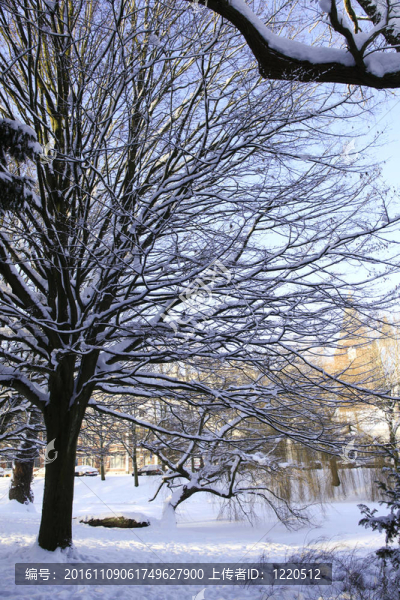 白雪覆蓋的樹