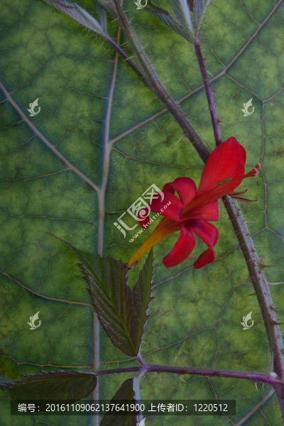 花摘要