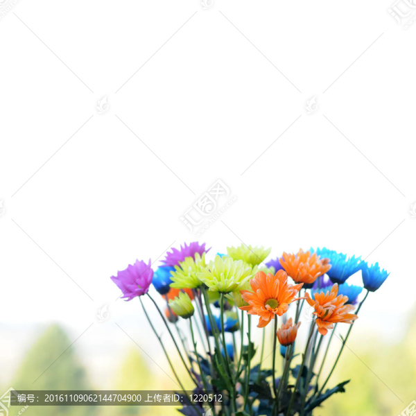 五彩的雛菊花
