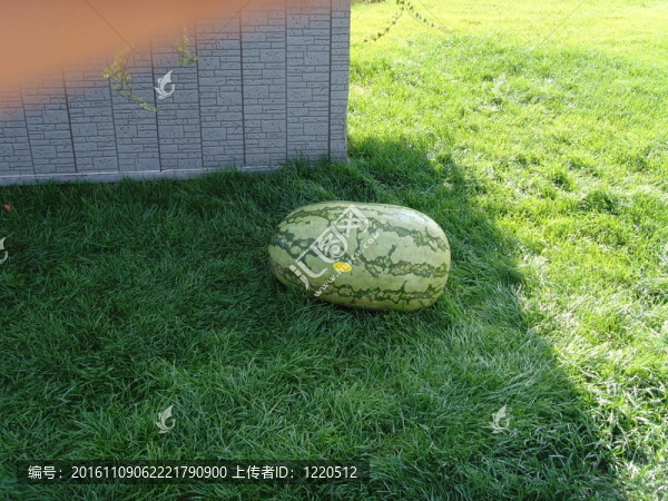 大西瓜