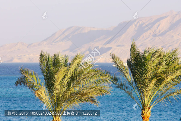 棕櫚樹；紅海和山