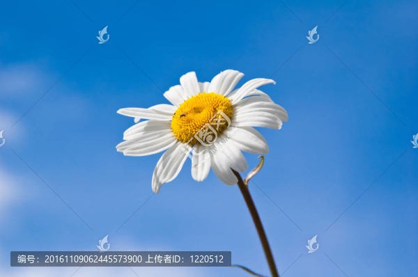 場洋甘菊花在藍天