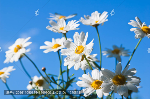 場洋甘菊花在藍(lán)天