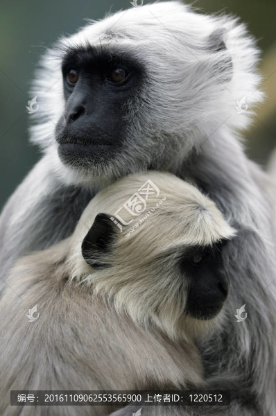 Monkey,Baby與母親