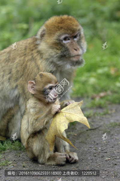 Monkey,Baby與母親