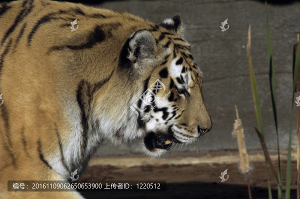 老虎頭