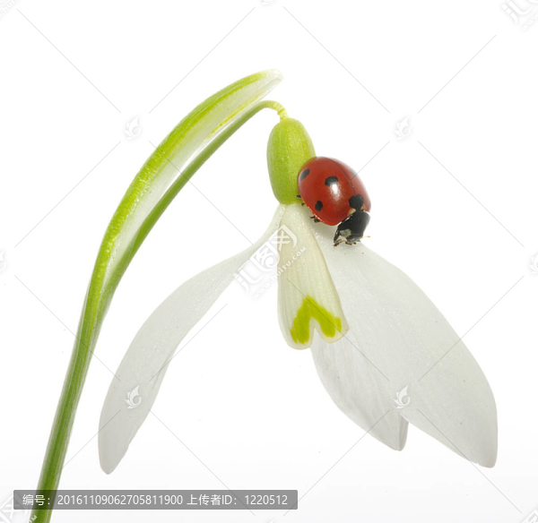 雪花蓮
