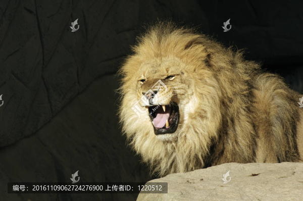 獅子王