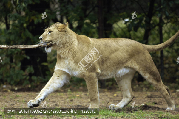 獅子與堅持