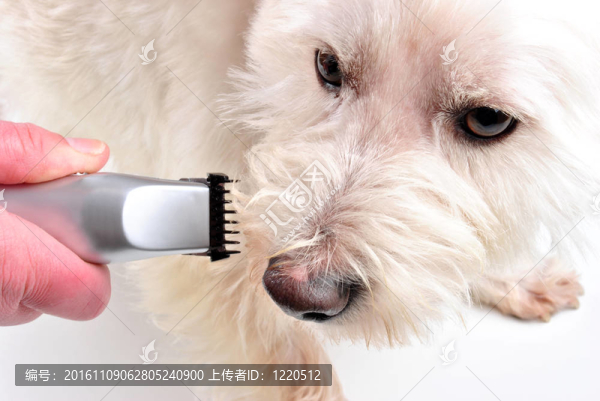 修剪自己的年輕的蘇格蘭梗犬