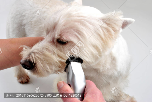 修剪自己的年輕的蘇格蘭梗犬