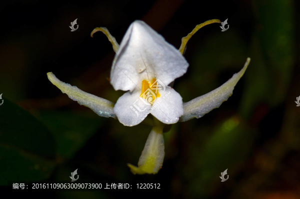 白蘭花