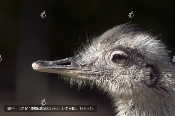 鴕鳥頭