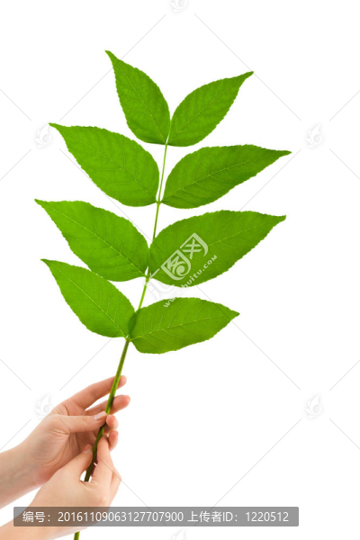 手和植物
