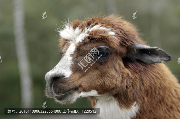 喇嘛頭