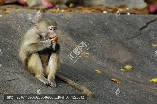 饑餓的猴子