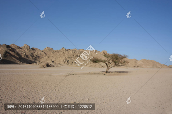 沙漠中的一棵樹-匯圖網(wǎng) www.fosd68.com 沙漠中的一棵樹