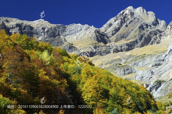 秋天的樹林