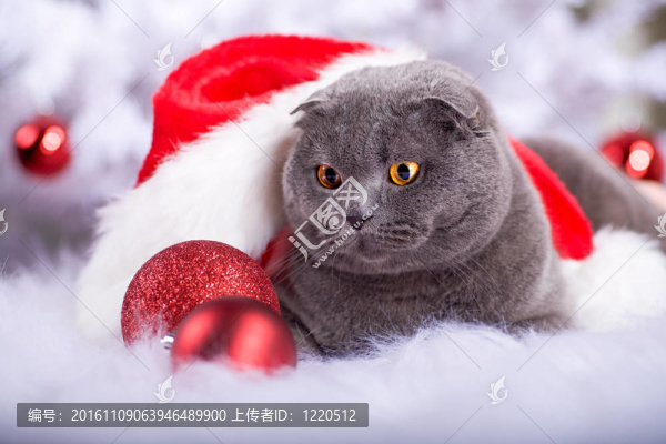 圣誕節(jié)的人像一只貓