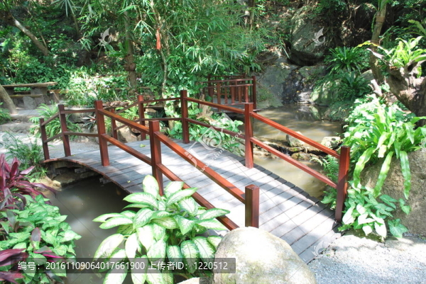 熱帶的橋