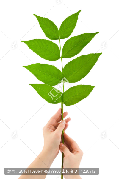 手和植物