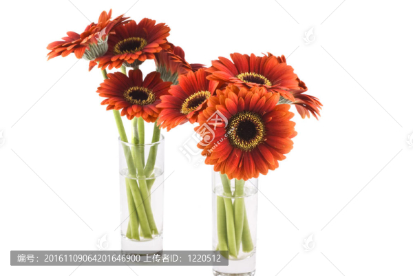 Gerbera。