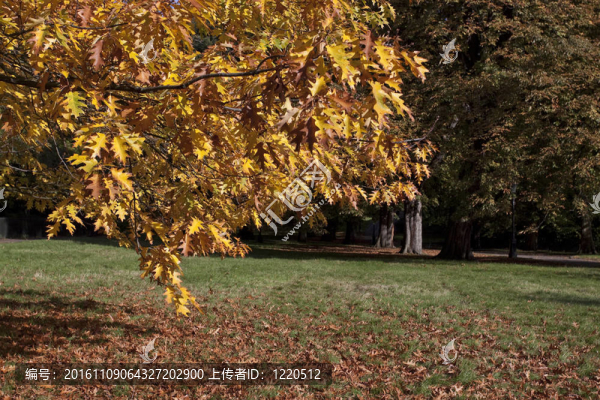 公園中的黃色樹木。