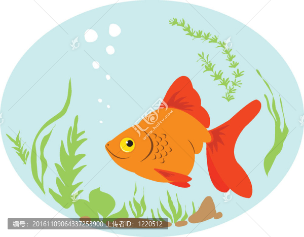 金魚。