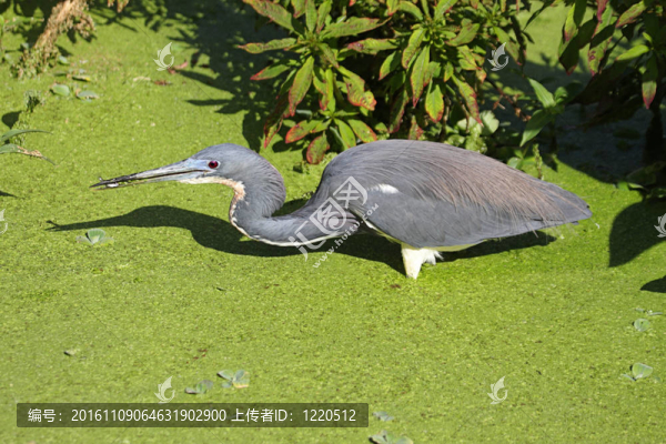 三色鷺（Egretta,tricolor）