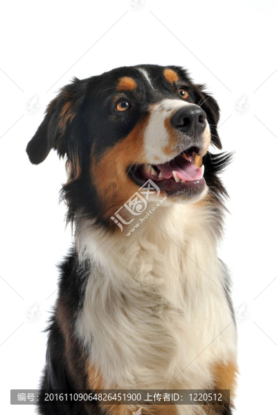 澳大利亞牧羊犬