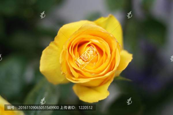 玫瑰