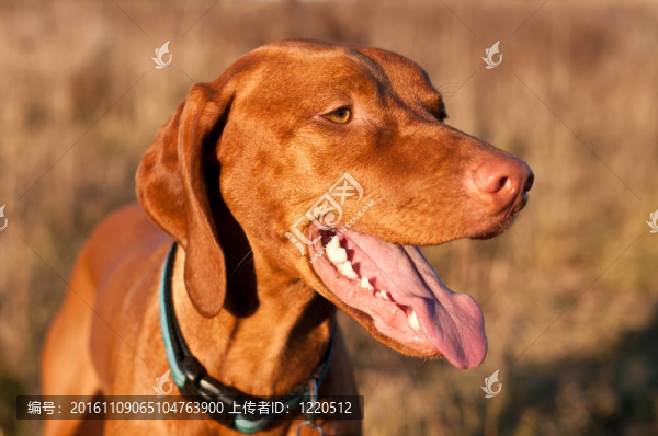 匈牙利維茲拉犬狗盯著幸福