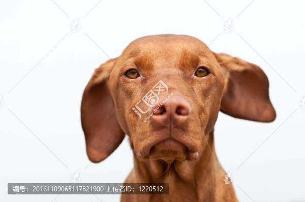 嚴(yán)肅的匈牙利維茲拉犬狗特寫