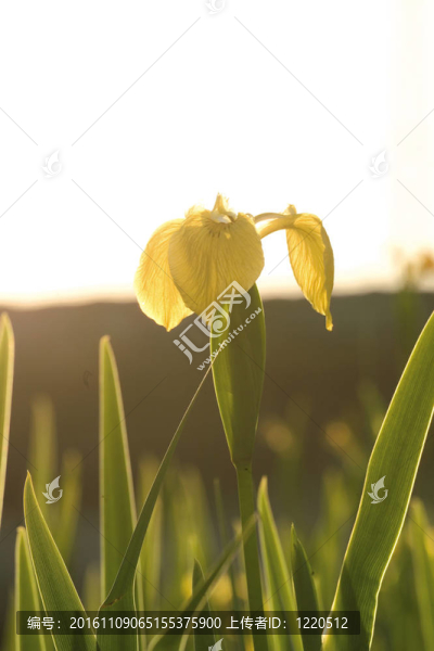 花節(jié)