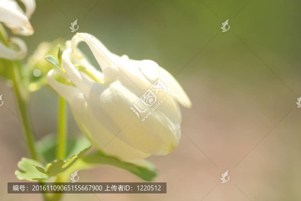 花節(jié)