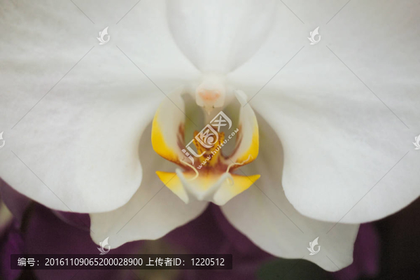 花節(jié)