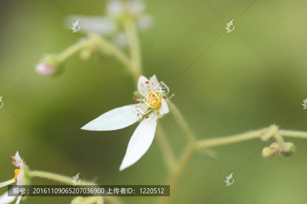 花節(jié)