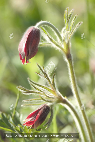 花節(jié)