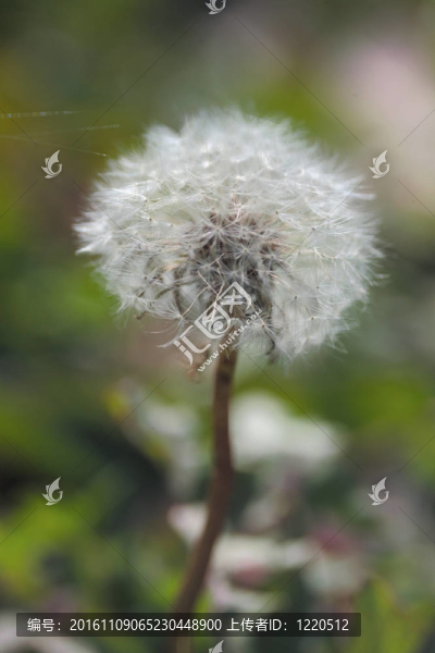 花節(jié)