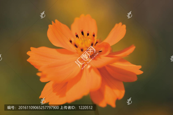 花節(jié)