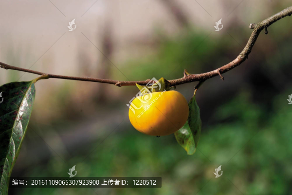 自然觀