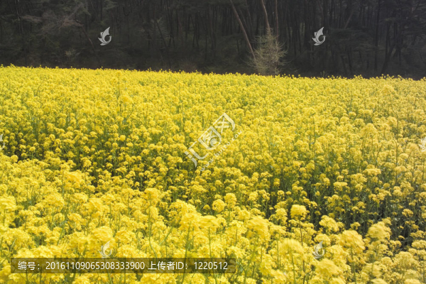 花節(jié)