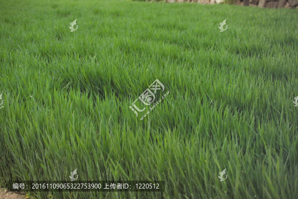 花節(jié)
