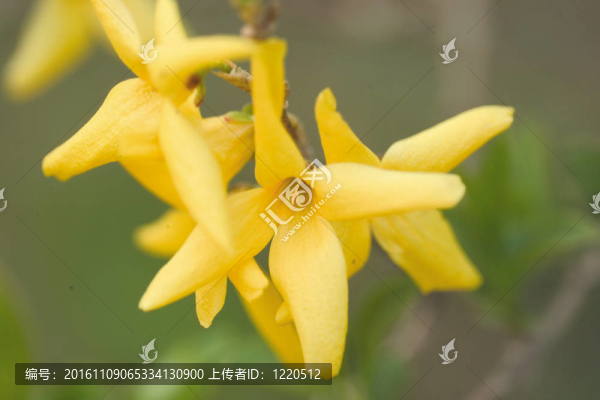 花節(jié)