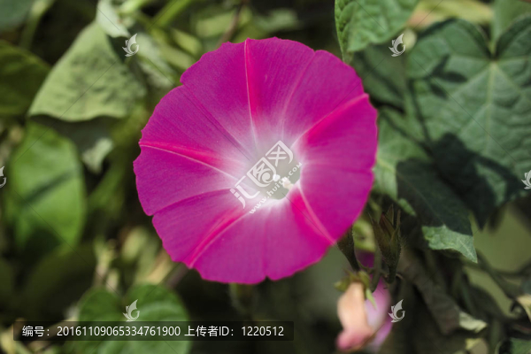 花節(jié)