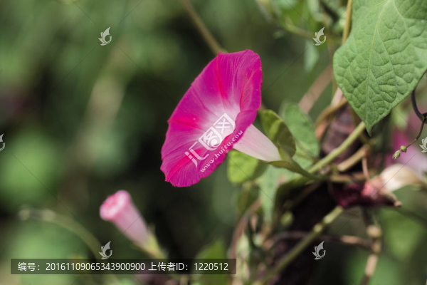 花節(jié)