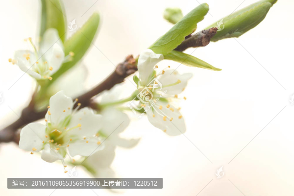 花節(jié)