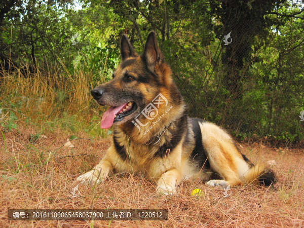 德國牧羊犬